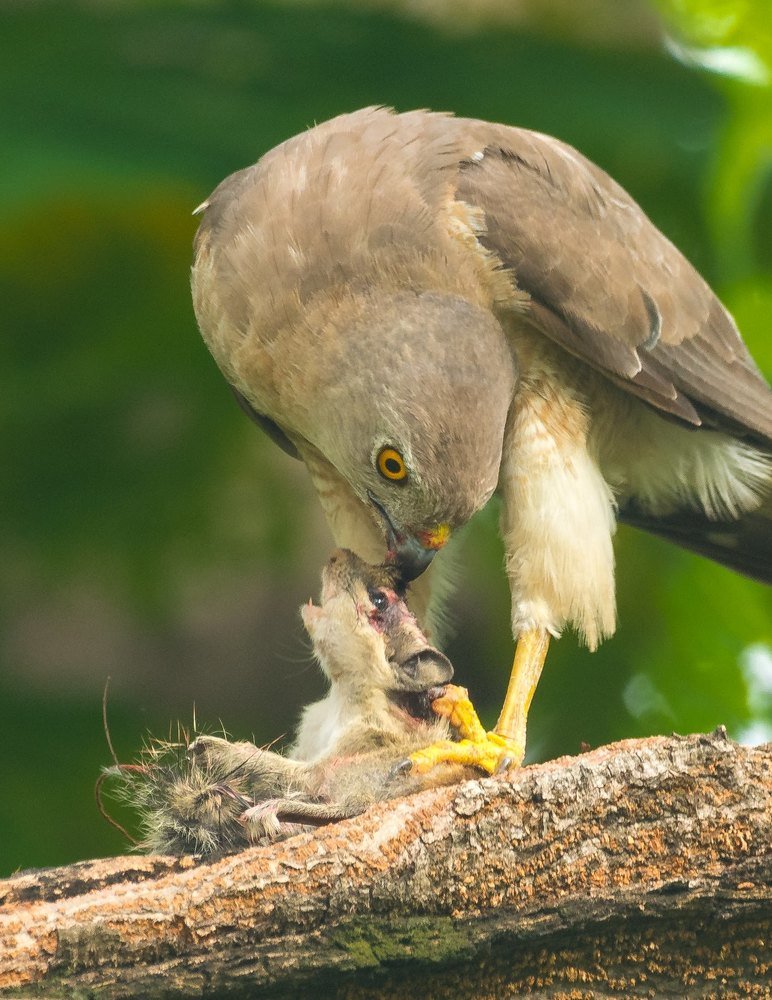 Photograph by Gajendra Bawane