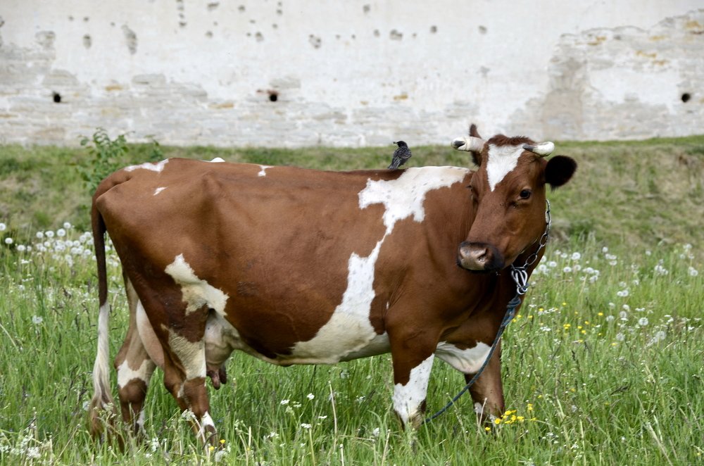 Photograph by Николай Соколовский