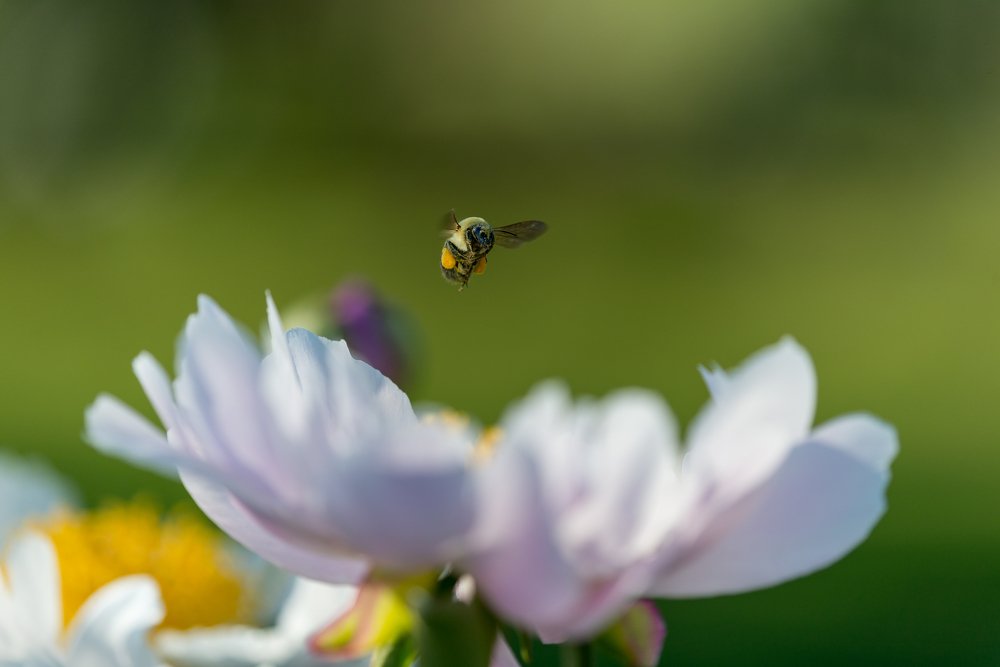 Bee at work, carrying pollen