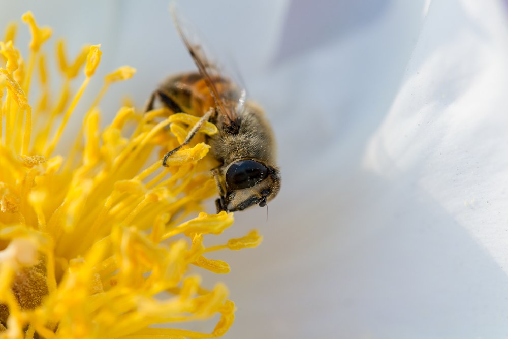 Bee at work collecting pollen