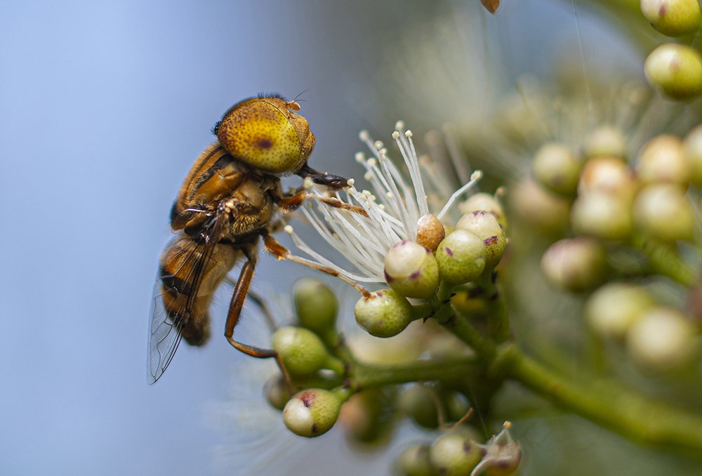 Photograph by chandima roshan