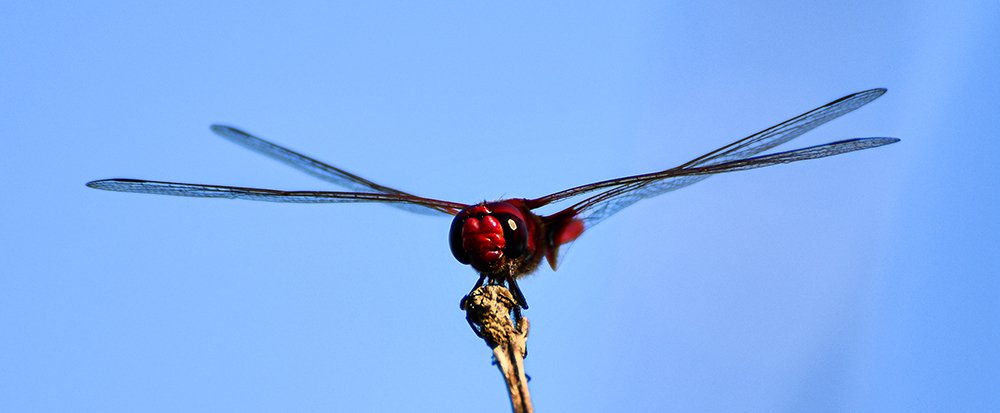 Photograph by chandima roshan
