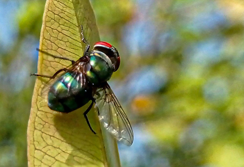 Photograph by chandima roshan