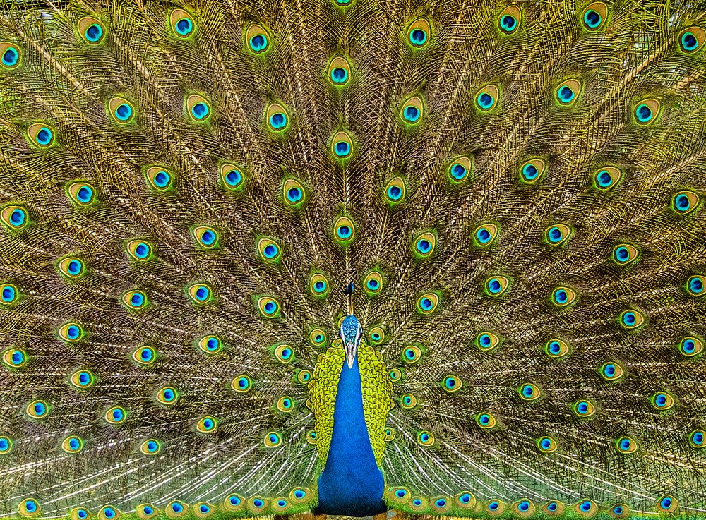 Photograph by chandima roshan