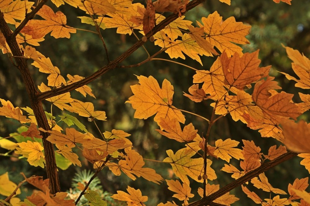 Photograph by Игорь Куленко