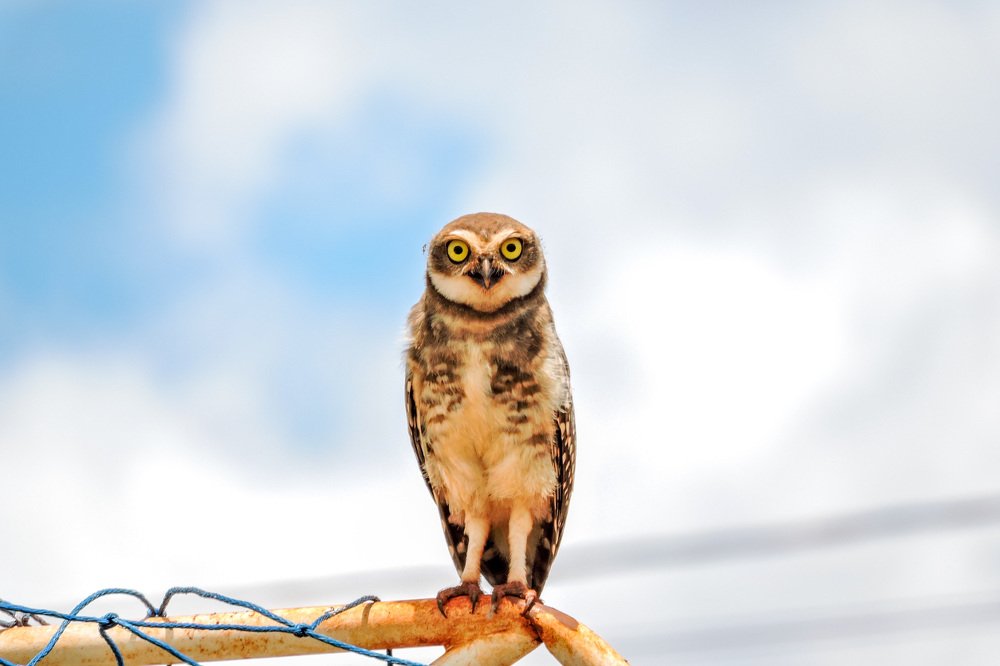 Photograph by CARLOS ALBERTO MOURA HENRIQUE