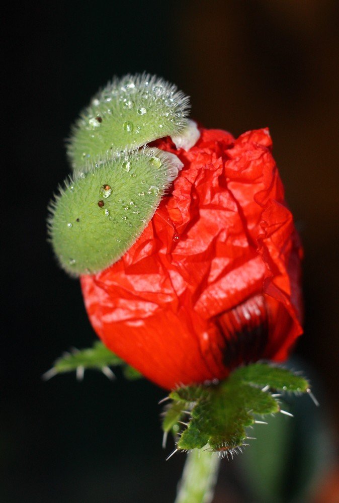 Photograph by Евгений Сиротин