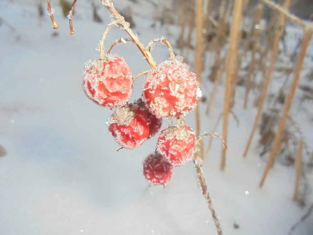 Ландыш в ноябре.