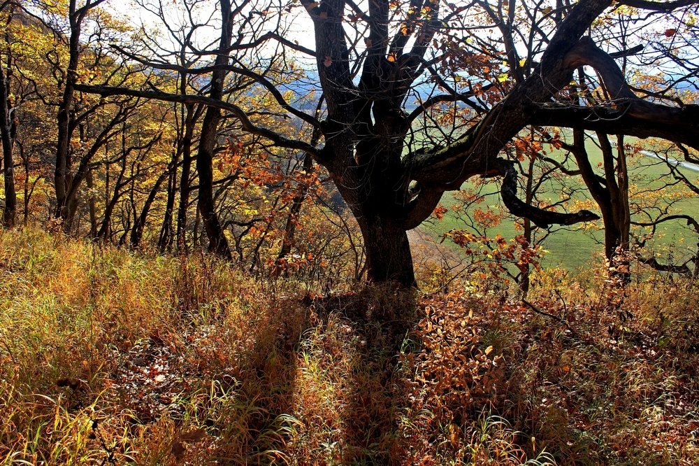 Photograph by Сергей Смоленцев