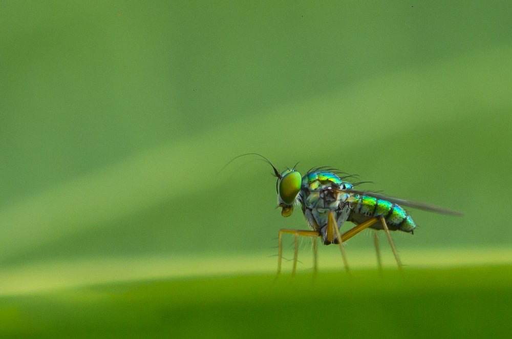 Photograph by Chanaka Athapaththu