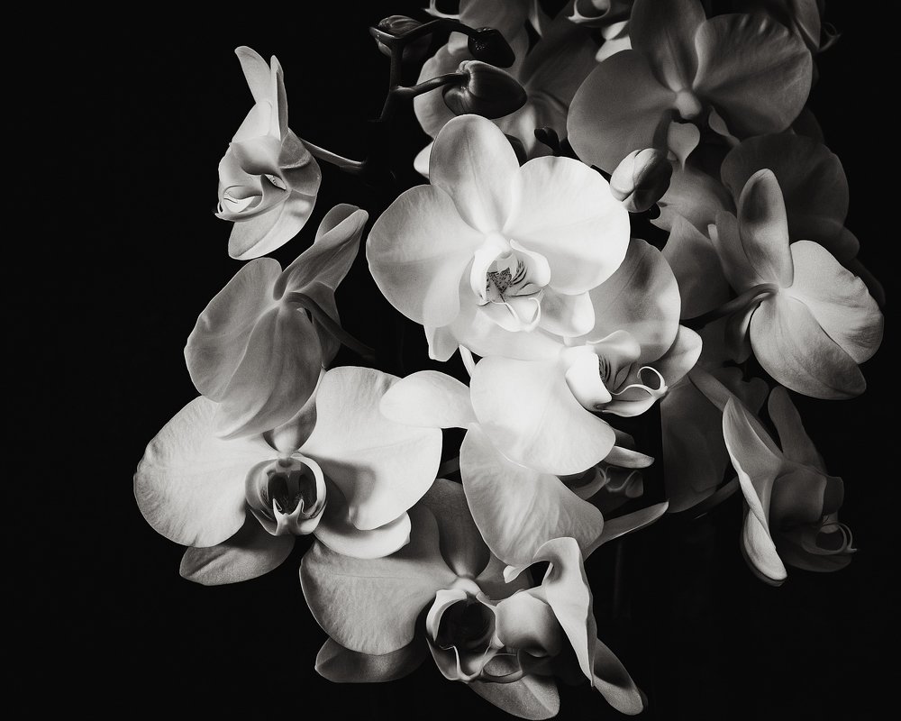 White orchids