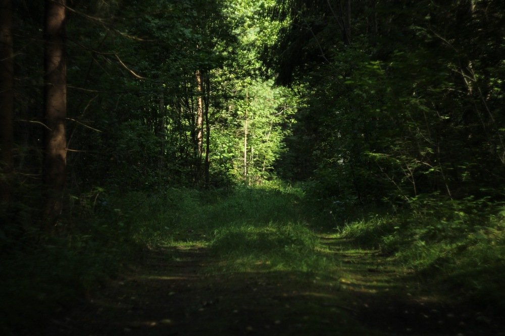 Дорога в лесу.