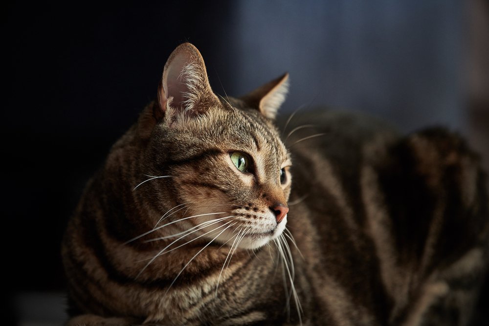 Фотография автора Mino Swayne