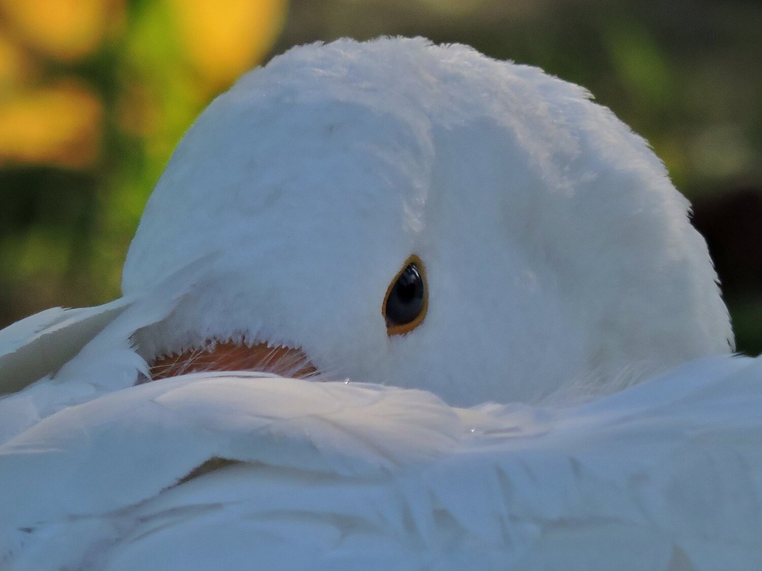 Photo #5248431