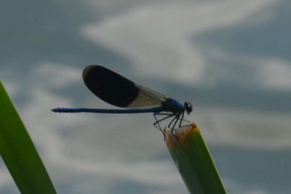 Photograph by Анатолий Зеленский