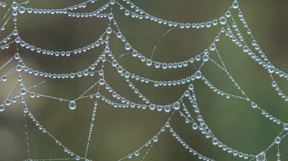 Туманная паутина