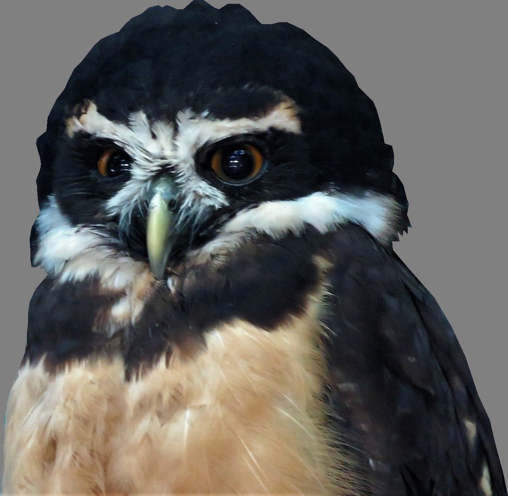 Murucututu owl