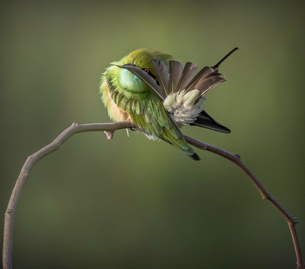 Photograph by Rana Basak