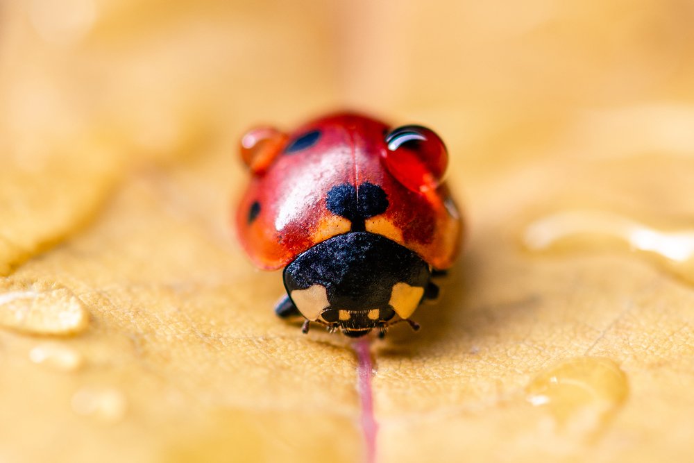 Photograph by Алексей Карпинчик