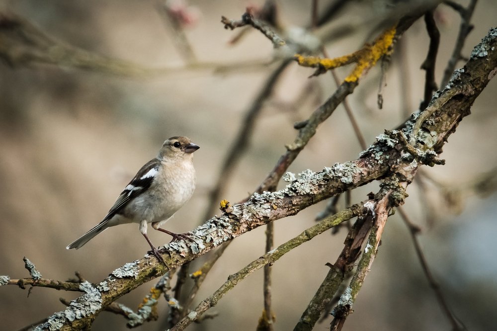 Photograph by Алексей Баженов