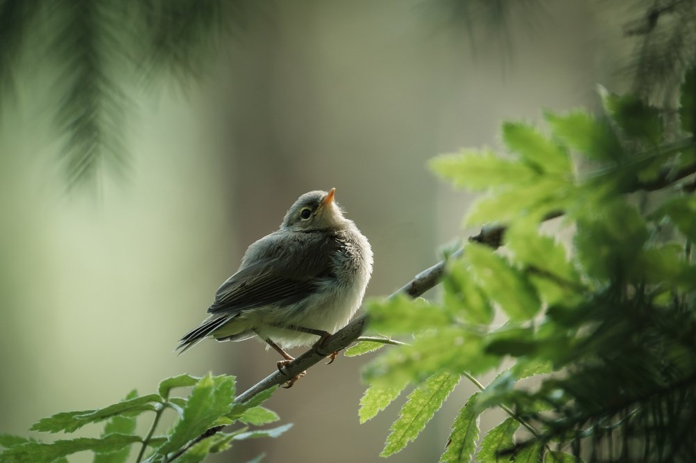 Photograph by Алексей Баженов