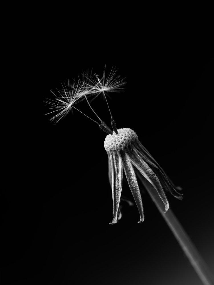 Фотография автора Coxika Chovan