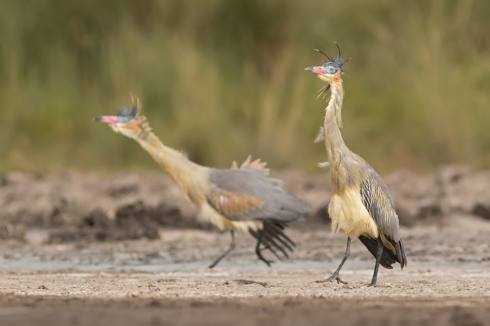 Chiflones in a mating dance