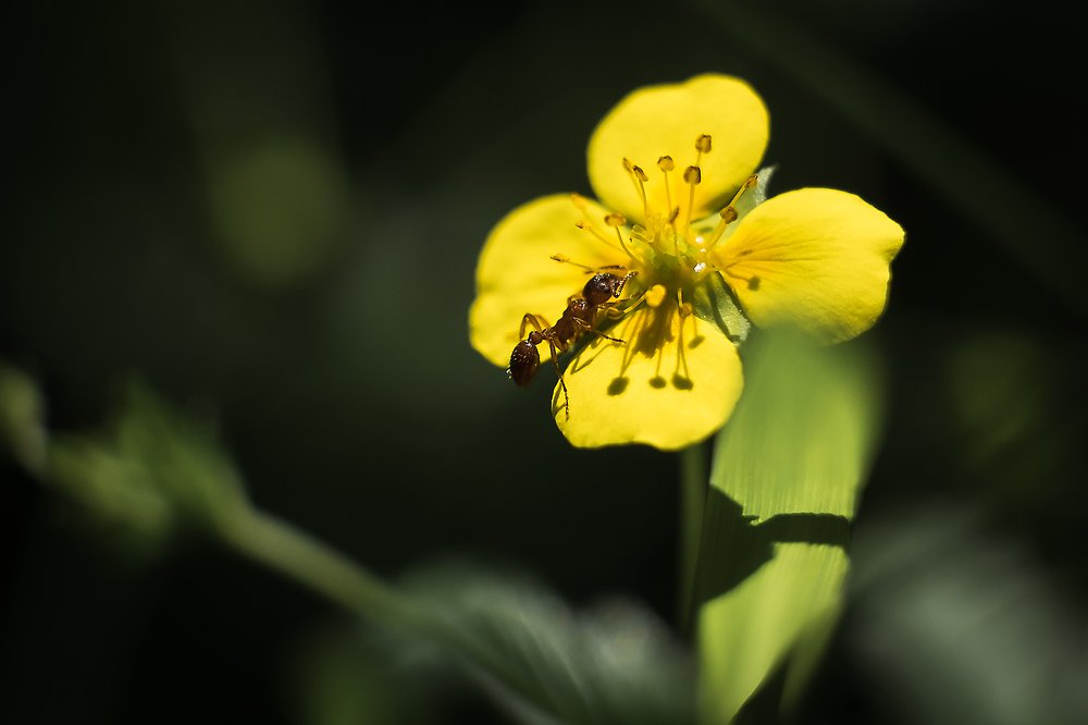 Photograph by Алексей Баженов