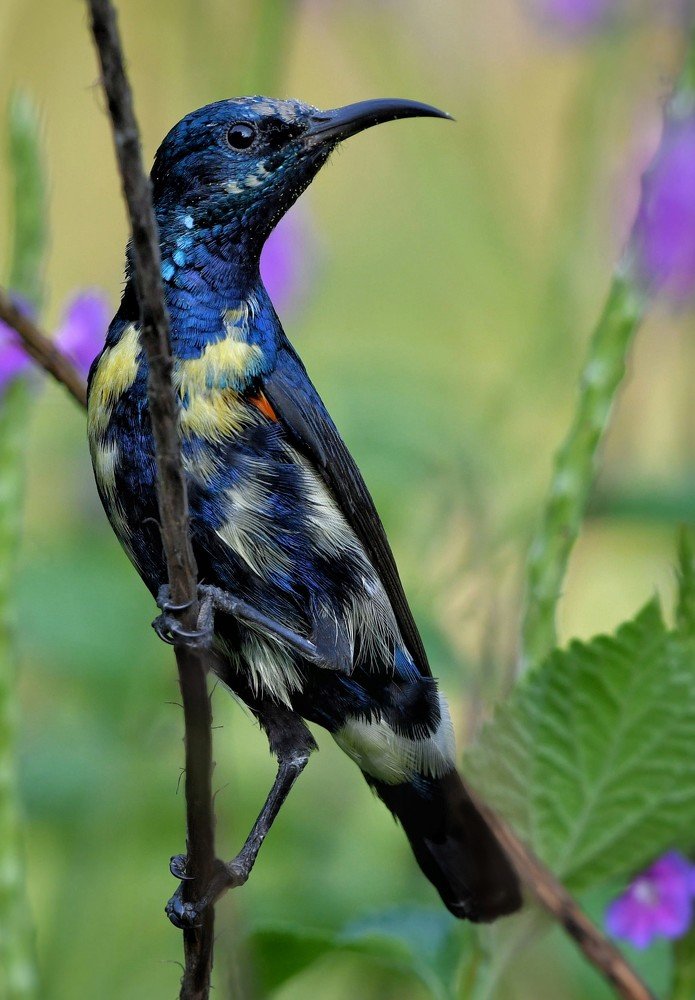 Photograph by Rajesh Sharma