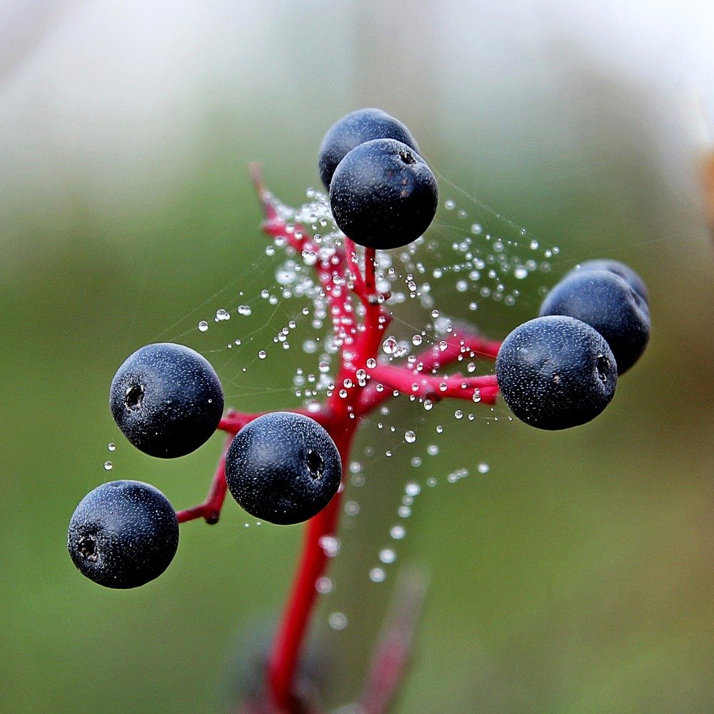 Photograph by Елена Кондратьева