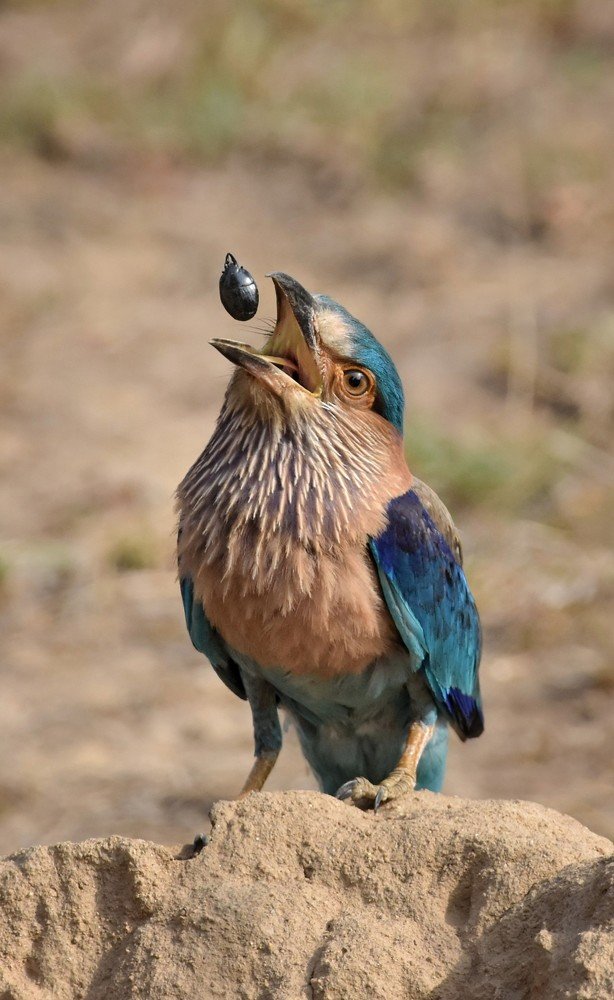 Photograph by Rajesh Sharma