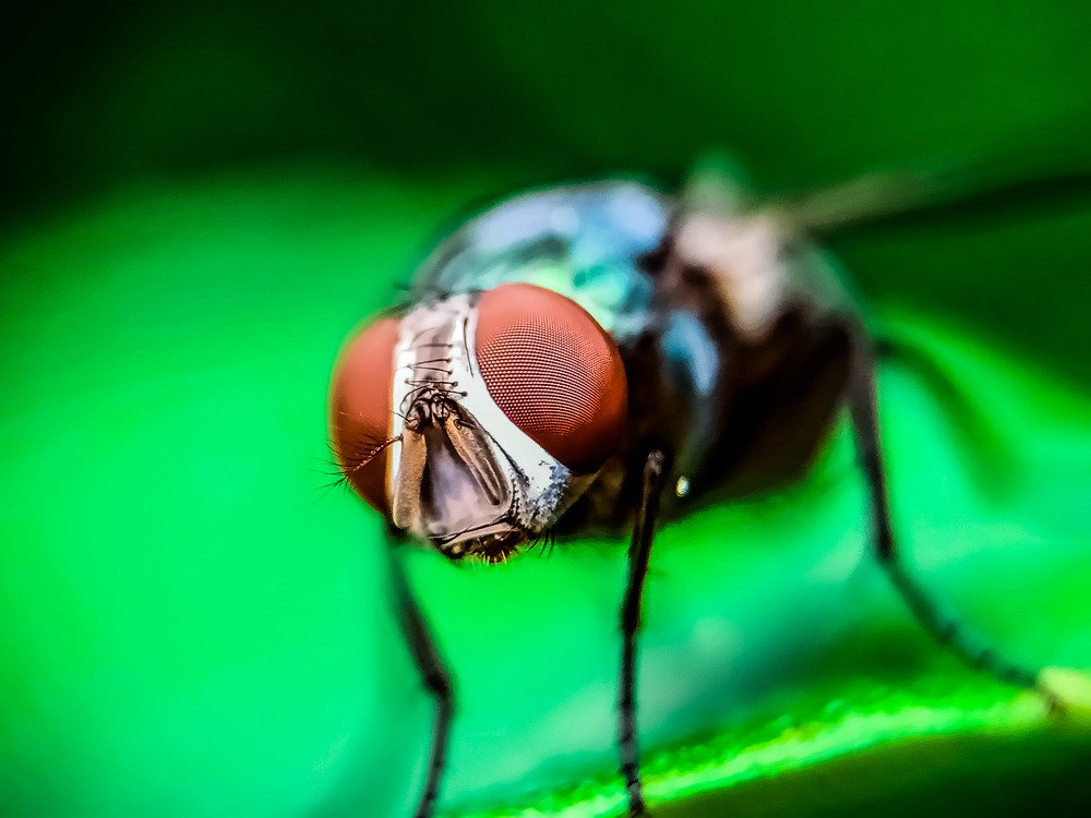 Photograph by Tanmoy Das