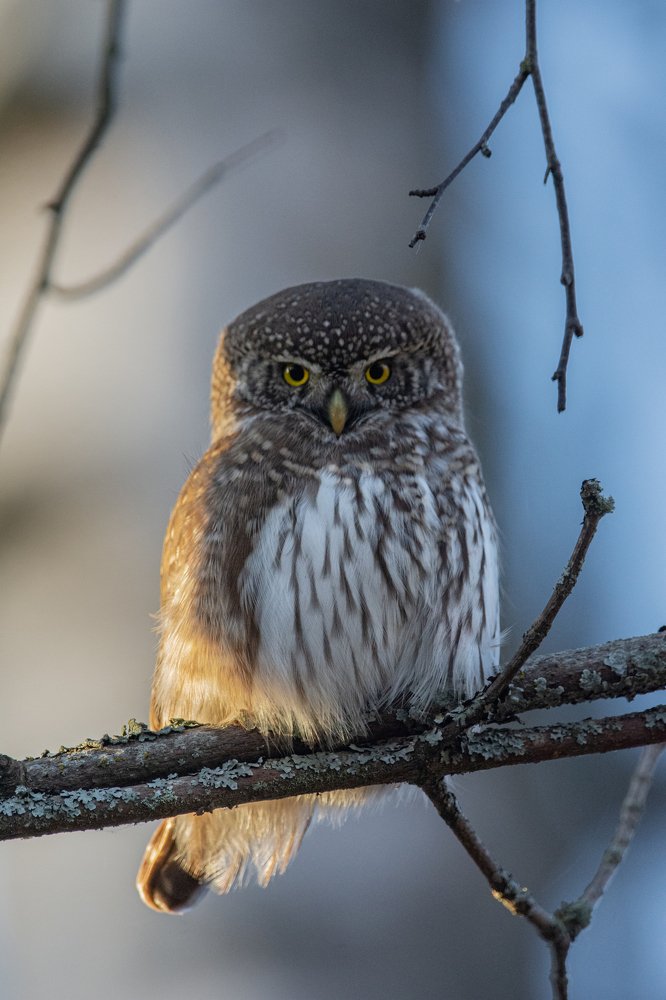 Фотография автора Татьяна Ливеровская