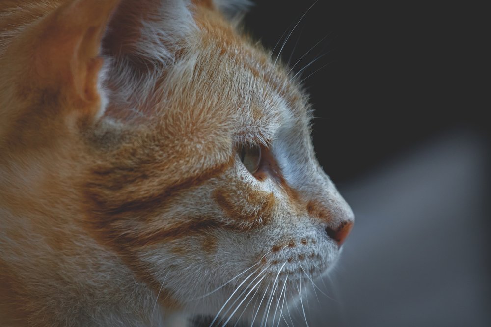 Фотография автора Vasileios Karapanagiotidis