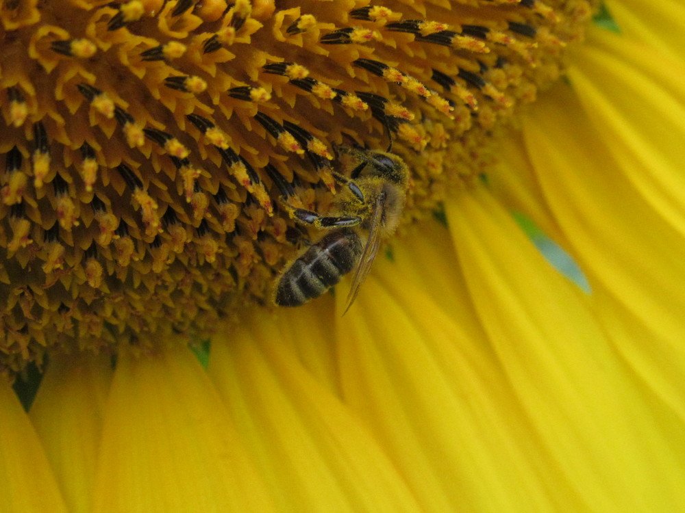 Photograph by Анна Кремешкова