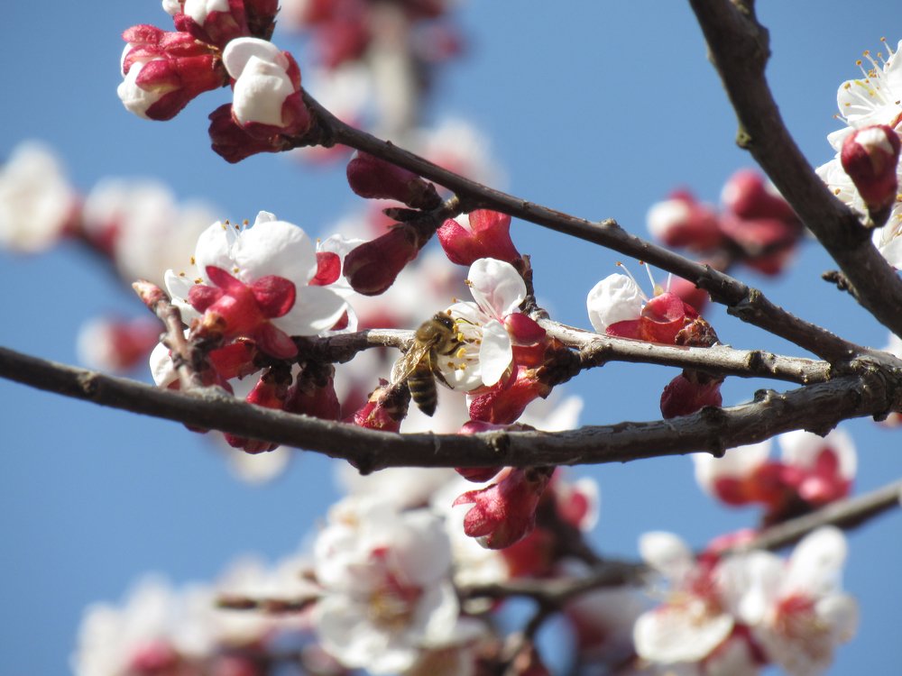 Photograph by Анна Кремешкова