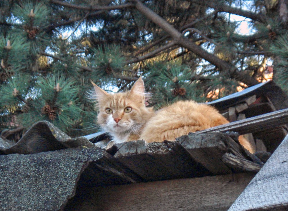 Photograph by София Гавриловна Вотякова