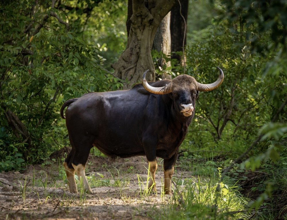 Photograph by USAIDUDDIN QUAZI