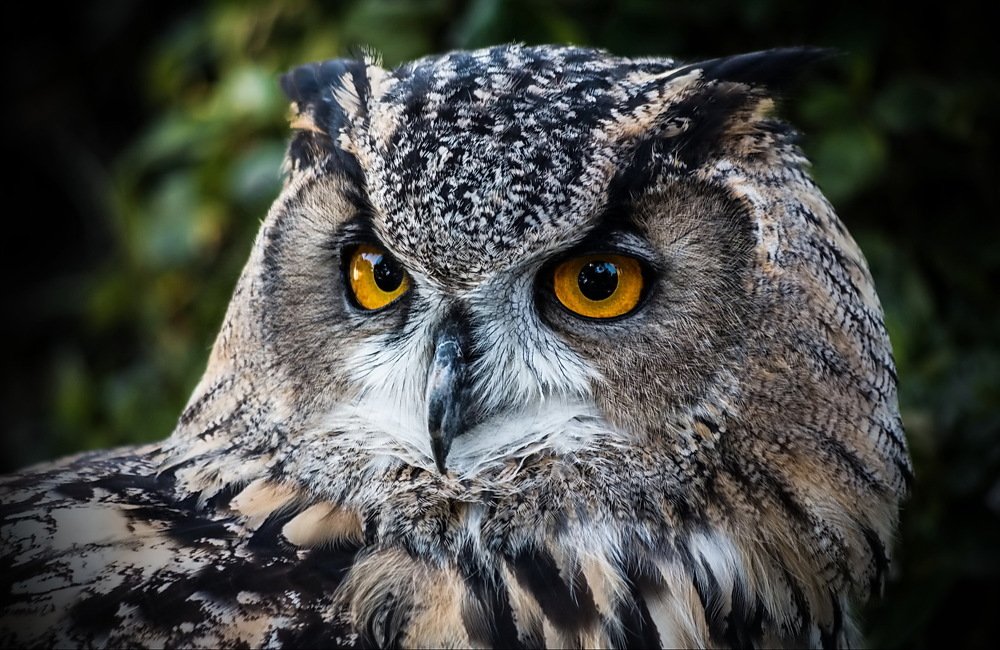 Photograph by Razgulyaev Aleksandr