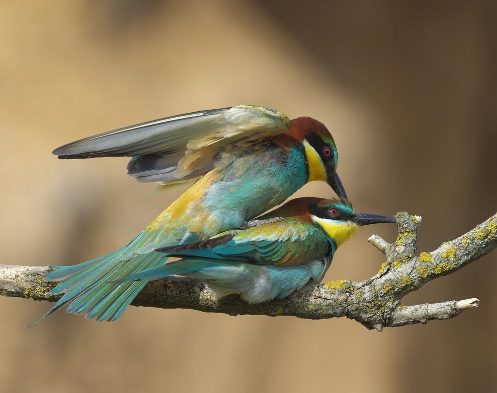 Photograph by Олег Есиков