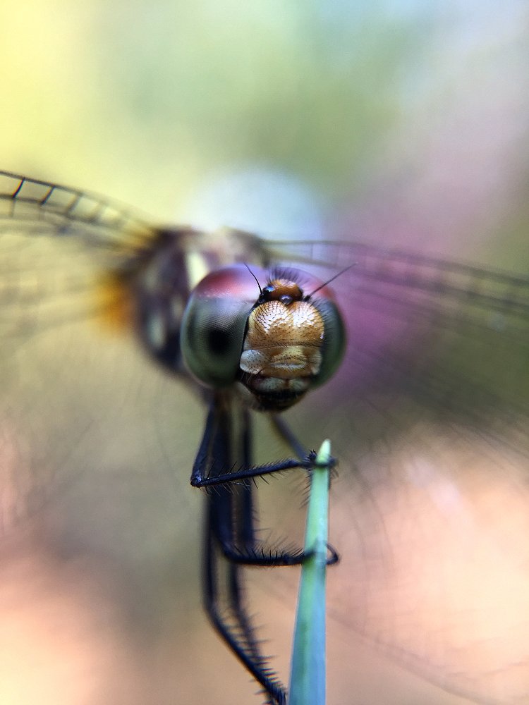 Photograph by Pao Sotomayor