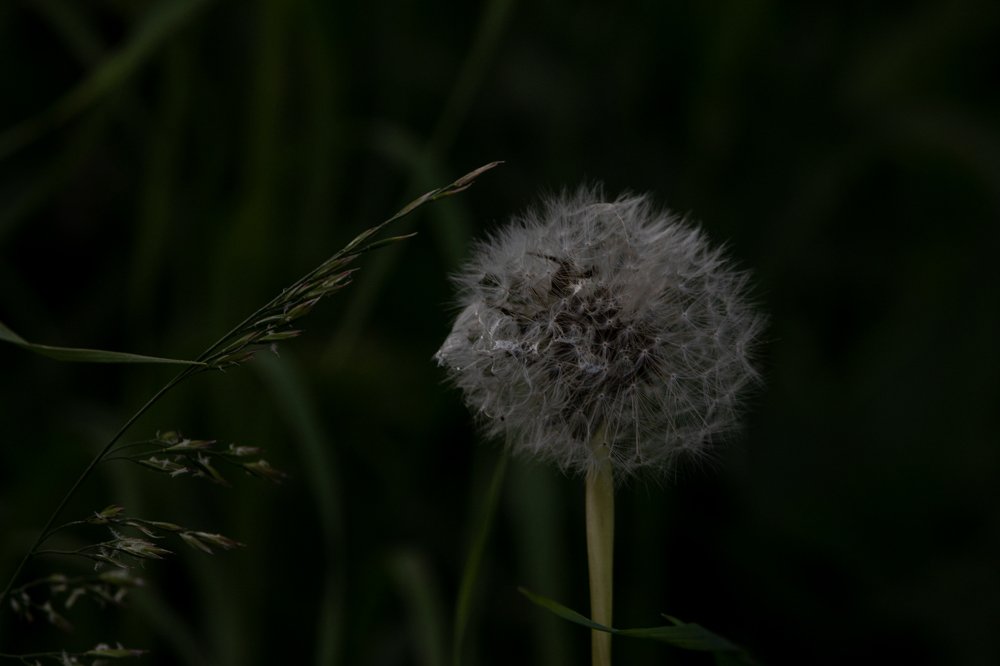 Лето. Жизнь тверская.