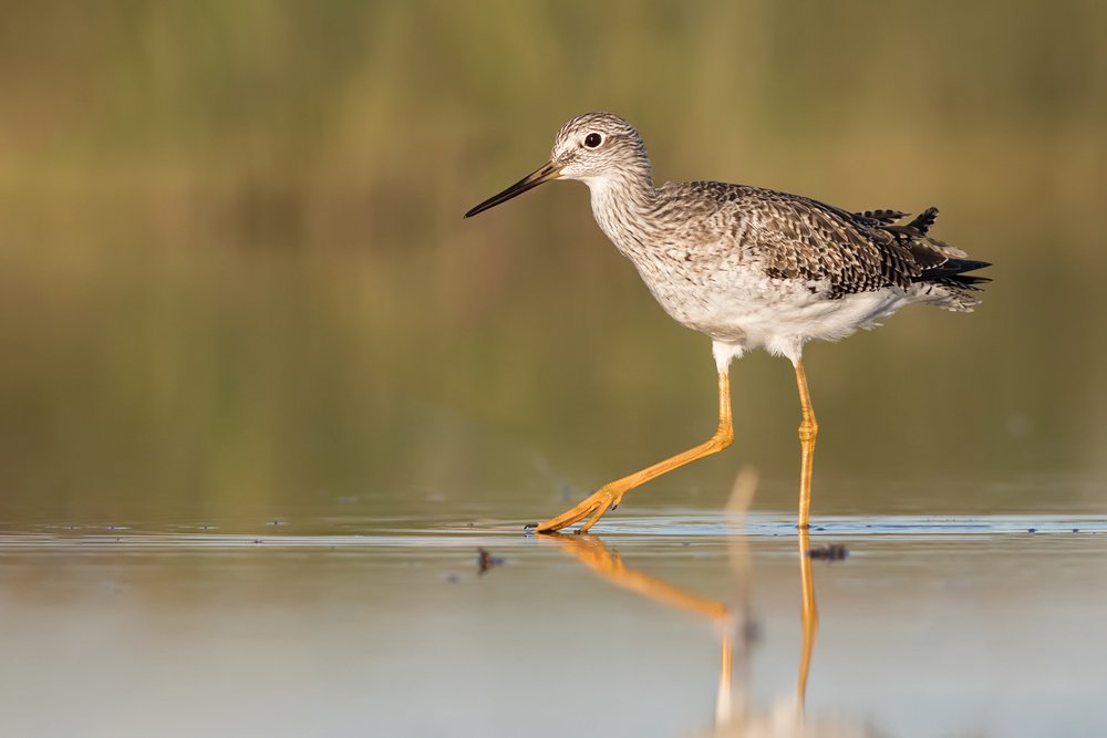 Pitotoy grande (Tringa melanoleuca) walking in the lagoon