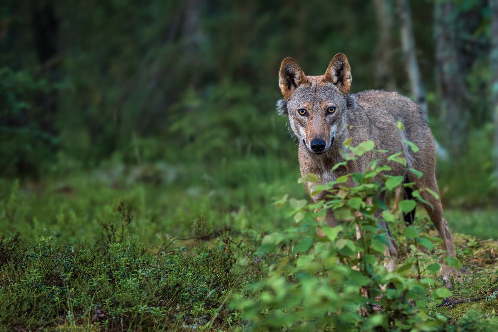 Глаза в глаза