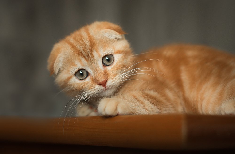 Фотография автора Анна Вильховая