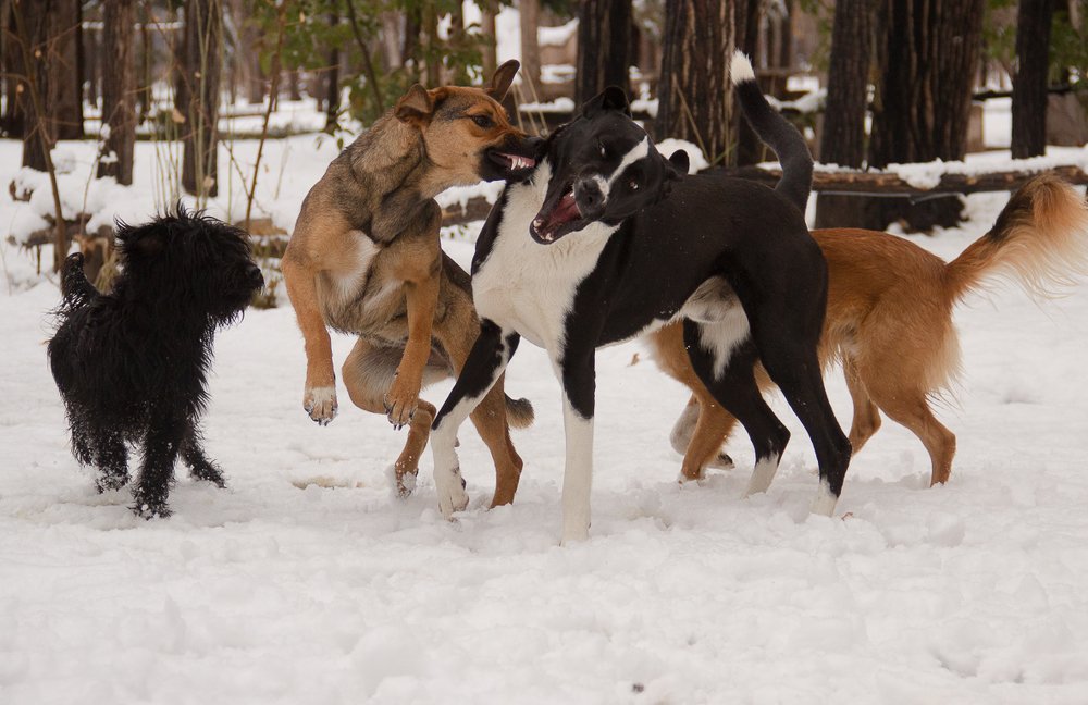 Los perros de la nieve