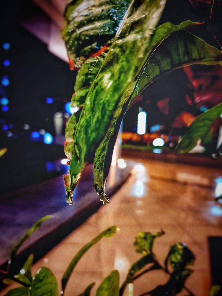 Photograph by Jishnu Sudarsan