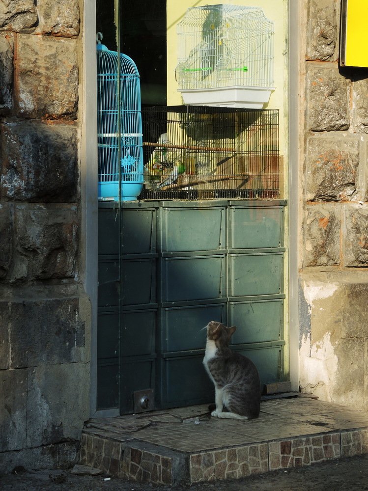 Любитель птичек