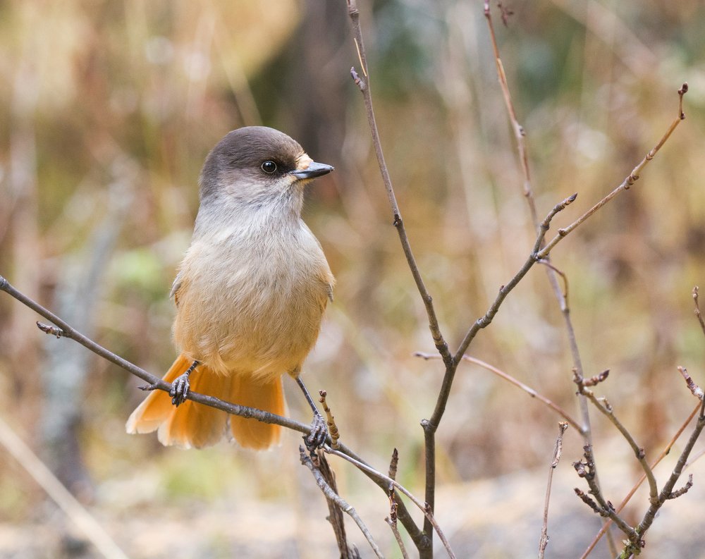 The Siberian jay