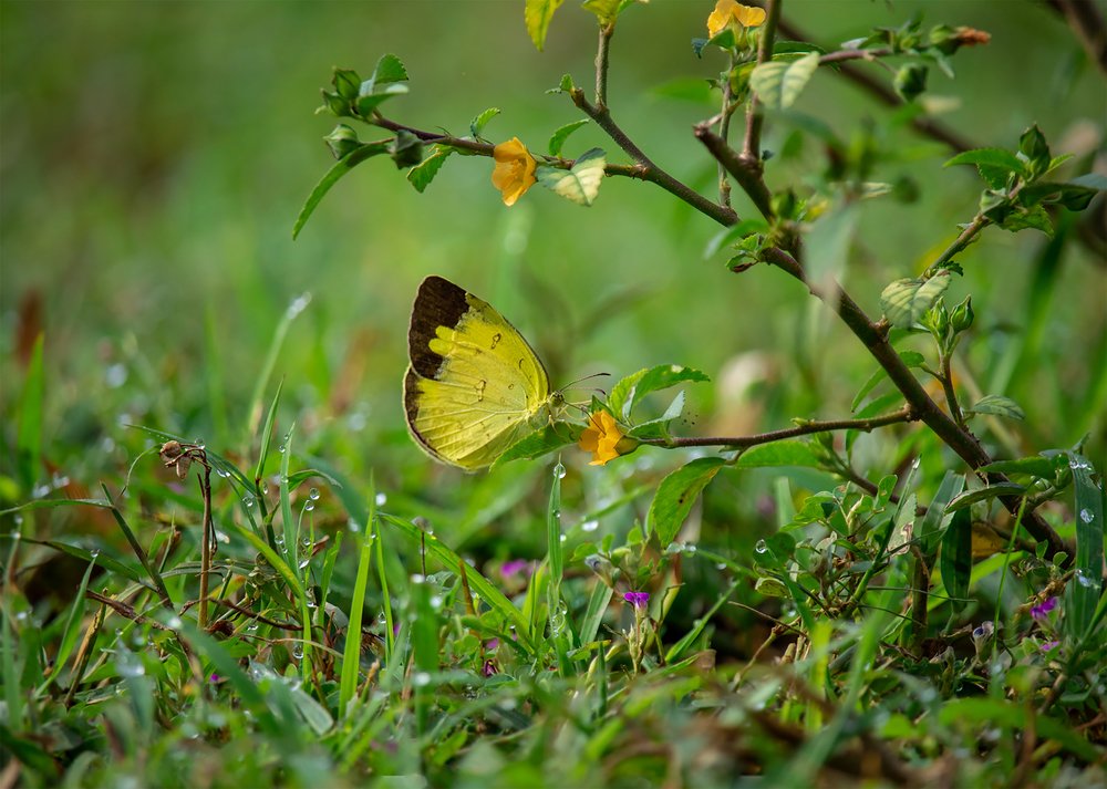 Common grass yellow butterfly